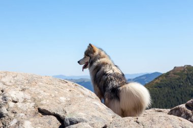 Dağlarda Husky köpek
