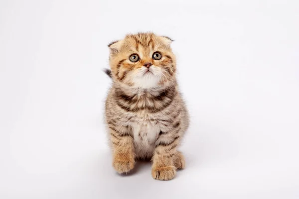 Portrait Ginger Striped Scottish Fold Kitten Loking Sitting White Background — Stock Photo, Image