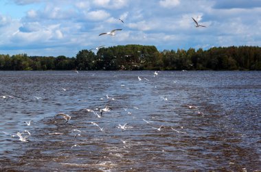 Su üzerinde uçan nehir martılar