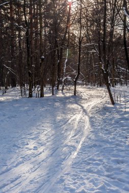 Kış ormanında kayak pisti