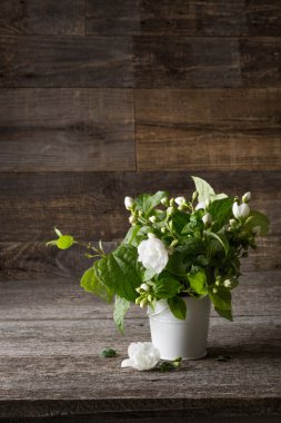 Bir demet Yasemin. Bahar kokuları.