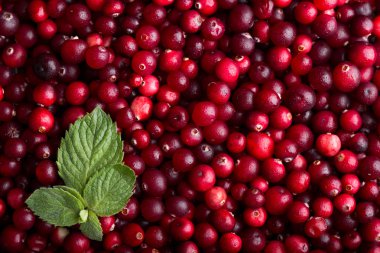 Kış berry, kızılcık. Vitamini şarj. Yukarıdan vurdu