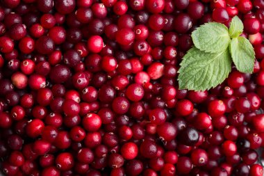 Kış berry, kızılcık. Vitamini şarj. Yukarıdan vurdu