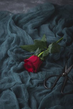 Sevgili bir kişi için bir hediye. Ateşli aşk, tutku, hassasiyet, tüm içinde bu küçük gül.