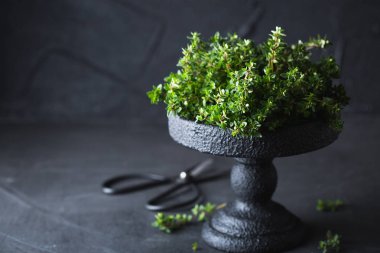 Kekik. Kokulu otlar. Aromaterapi. Canlandırıcı çay toplama. 