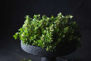 Kekik. Kokulu otlar. Aromaterapi. Canlandırıcı çay toplama. Şifalı bitkiler hasat.