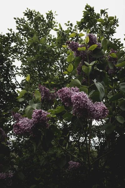 Leylak dalı. Bahar çiçekleri