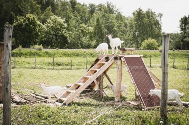 Leylak dalı. Bahar çiçekleri