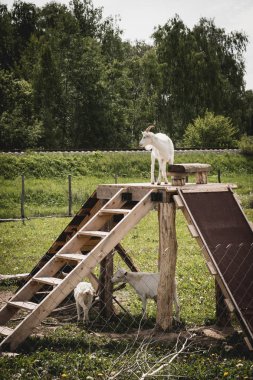 Leylak dalı. Bahar çiçekleri