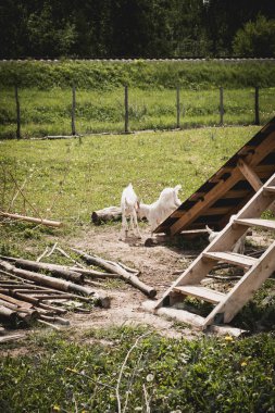 Leylak dalı. Bahar çiçekleri