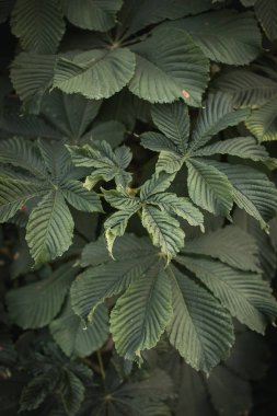 Kestane ağacı. Yeşillik yeşildir. Duvar kağıdı.