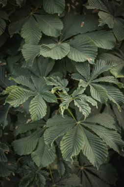 Kestane ağacı. Yeşillik yeşildir. Duvar kağıdı.