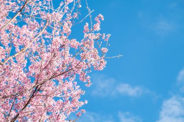 Spring cherry blossom  clipart