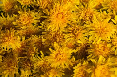 Beyaz arkaplanda sarı çiçekler