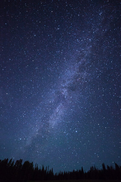 Синее темное ночное небо со звездами над полем деревьев
.