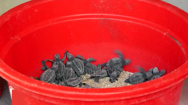 Baby turtles in a plastic basin — Stock Video