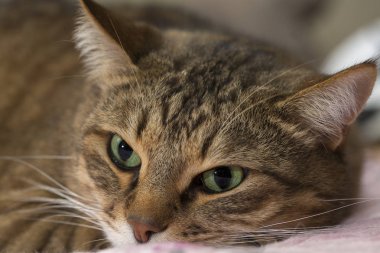 Yeşil gözlü kedi portre kadar yakın