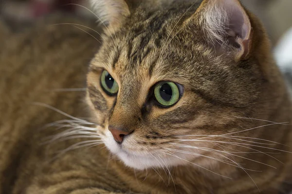 Primer plano retrato de gato de ojos verdes — Foto de Stock