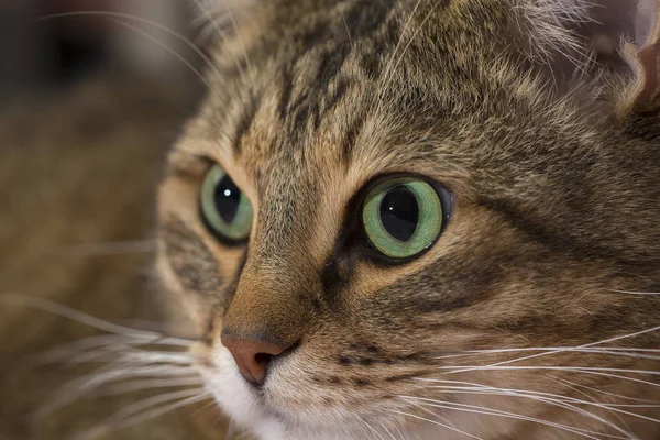 Primer plano retrato de gato de ojos verdes — Foto de Stock
