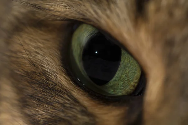 Primer plano retrato de gato de ojos verdes — Foto de Stock