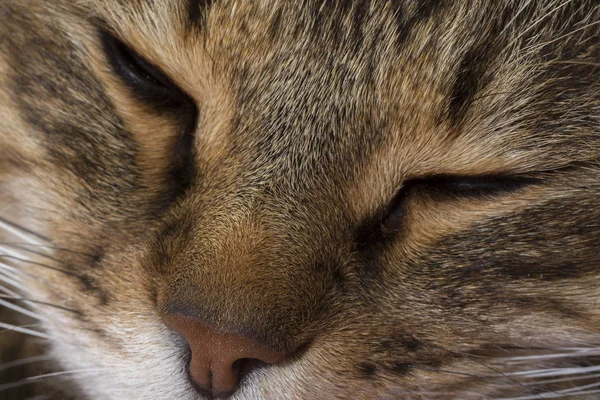 Primer plano retrato de gato de ojos verdes — Foto de Stock