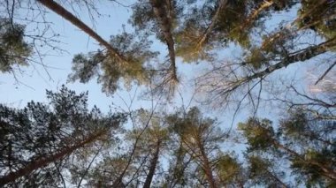 Uzun boylu çam ağaçlarının bir kış ormandaki görünümü.