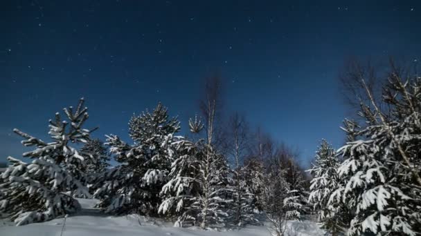 Träd i starry vinternatt — Stockvideo