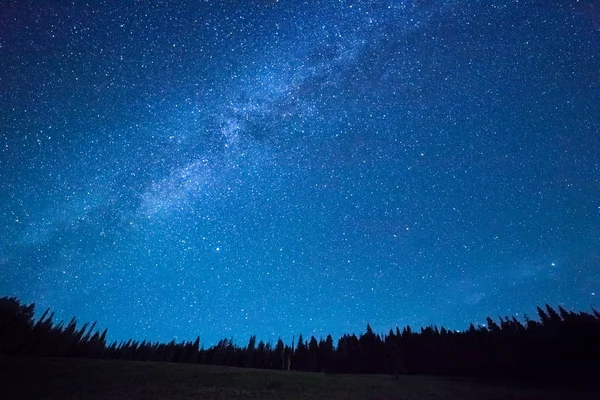 Natthimlen med stjärnor ovanför fältet av träd. — Stockfoto