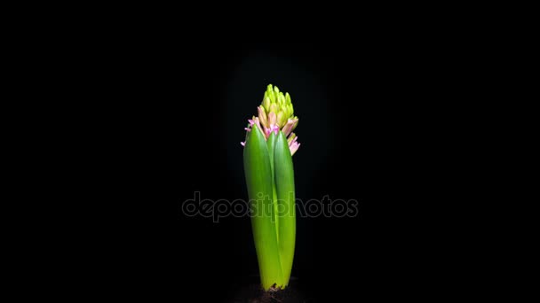 Timelapse de fleur rose jacinthe floraison — Video