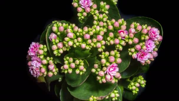 Time lapse opening of kalanchoe flower — Stock Video