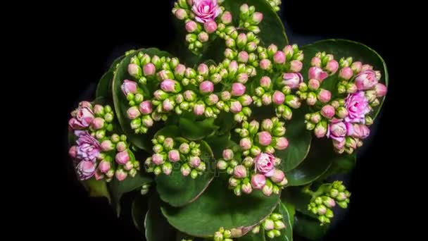 Apertura de lapso de tiempo de flor de kalanchoa — Vídeos de Stock