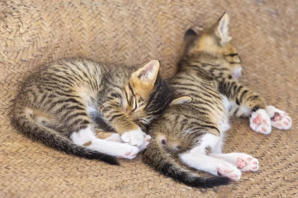 Dos lindo gatito pequeño — Foto de Stock