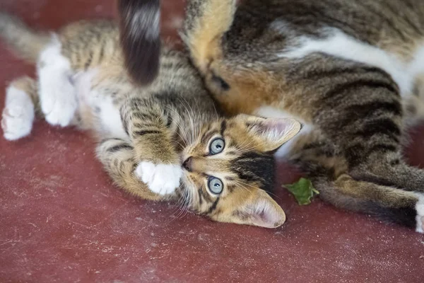 Kameraya bakarak şirin küçük yavru kedi — Stok fotoğraf