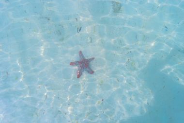 denizyıldızı sahilde tatil anıları.