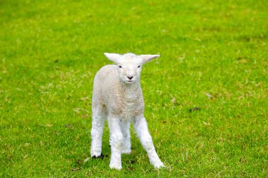 Dorset'deki / daki Abbotsbury Swannery koyun