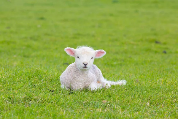 Pequeno cordeiro bonito jogar em um prado em uma fazenda — Fotografia de Stock