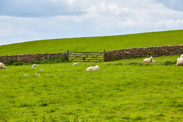 Landscape of farm with group of sheep eating grass