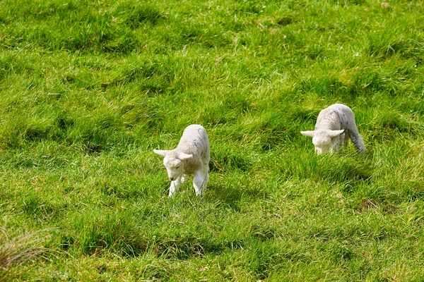 Овець на Abbotsbury Swannery в регіоні Dorset — стокове фото