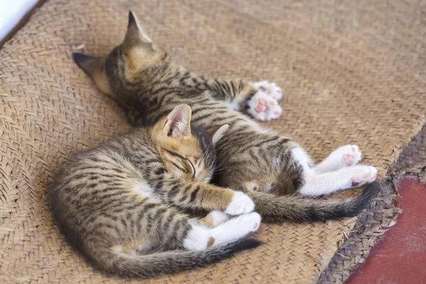 Two cute small kitten — Stock Photo, Image