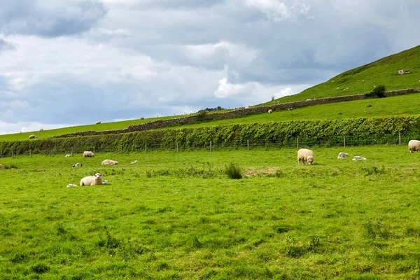 Paisaje de finca con grupo de ovejas comiendo hierba —  Fotos de Stock