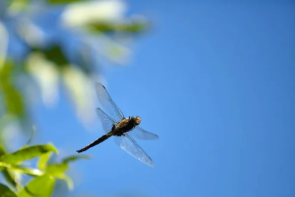 Fliegende Libelle mit blauem Himmel Hintergrund — Stockfoto