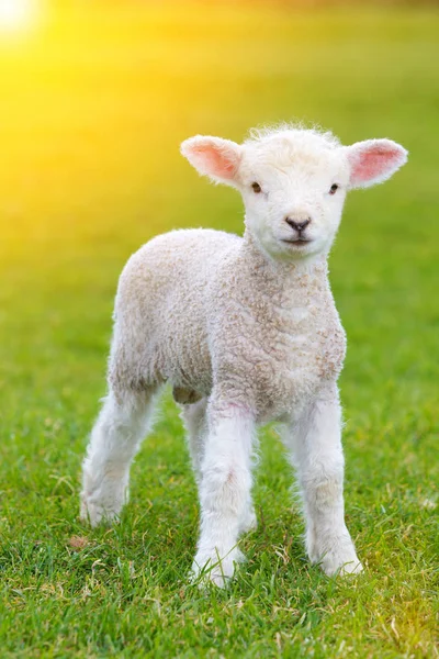 Pequeño cordero lindo gambolling en un prado en una granja —  Fotos de Stock