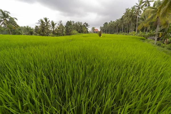 Rice field, palm trees and houses, rural landscape, Bali Island, Indonesia