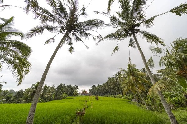 Rýžové Pole Palmové Stromy Domy Venkovská Krajina Ostrov Bali Indonésie — Stock fotografie