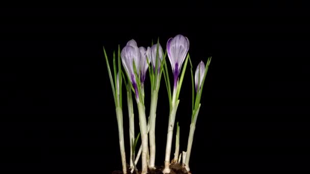 Timelapse of crocus flower blooming — Stok Video