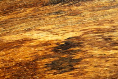 Wood texture background of mango wood. clipart