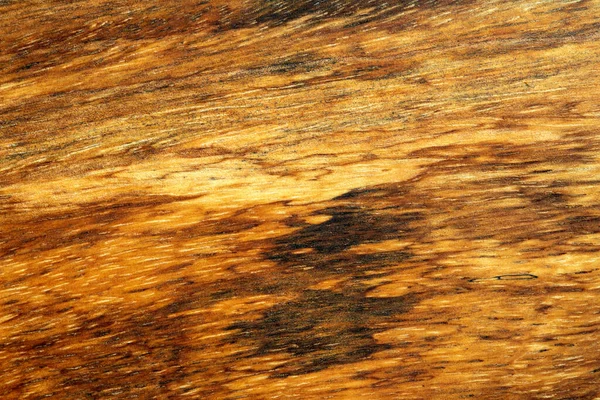 Wood texture background of mango wood. — Stock Photo, Image