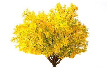 Sonbahar ağacı, beyaz arka plan üzerinde izole.