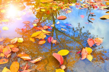 Su yüzey yansımasını sonbahar altın sarı yapraklar.