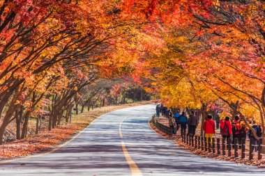 Güney Kore-Kasım 2017:Autumn Naejangsan Milli Parkı, Güney Kore.
